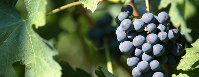 Winery Vineyard Insurance